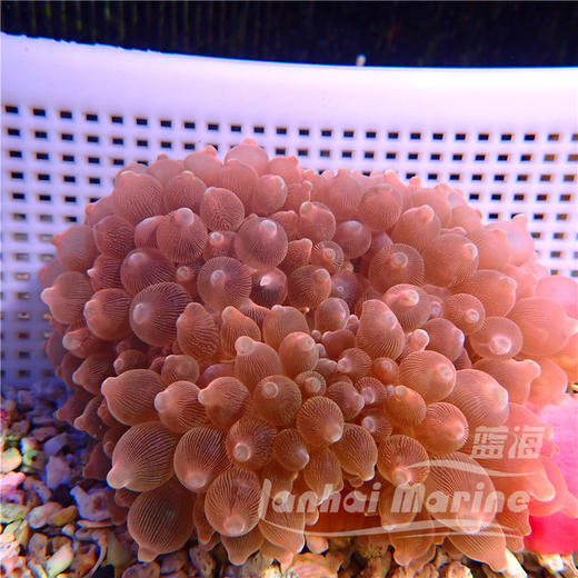 红奶嘴海葵 商品图3