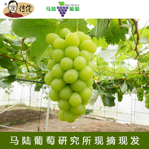 玫瑰皇后5斤装 —传伦葡萄精品 商品图2