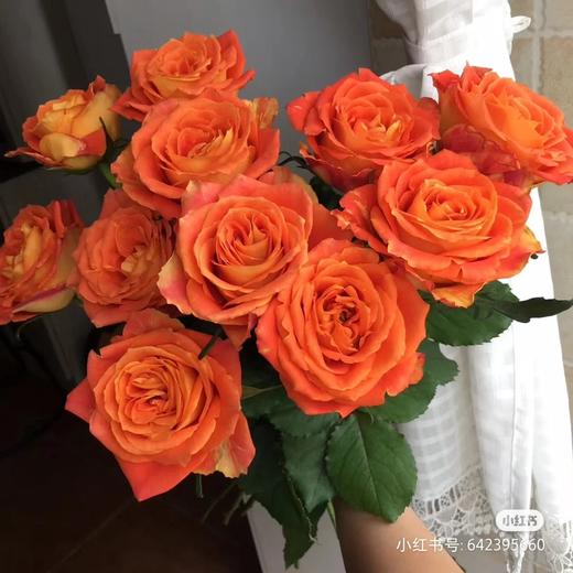 欢乐颂 商品图0