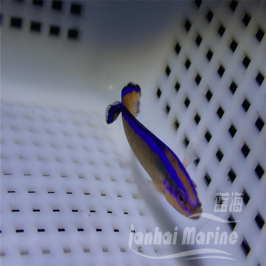 人工丝绒龙 商品图3