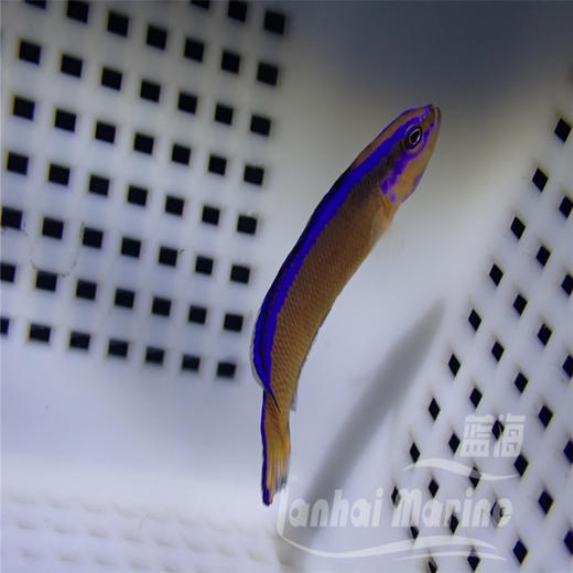 人工丝绒龙 商品图2