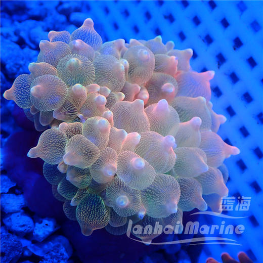 红奶嘴海葵 A 商品图6