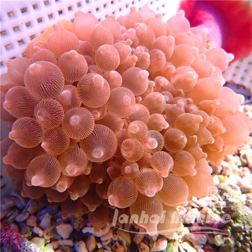 红奶嘴海葵 商品图1