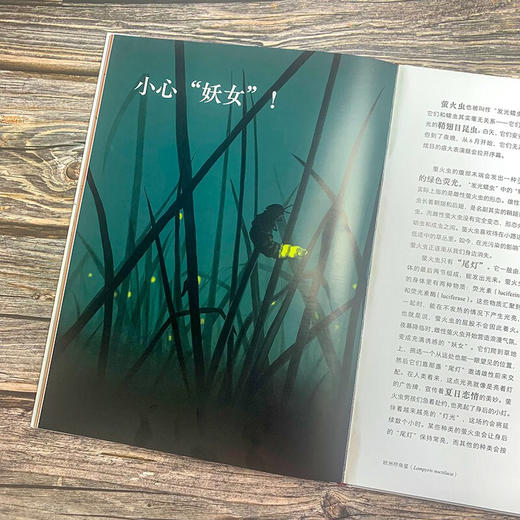 不可思议的昆虫大书 8岁+ 巴尔特·罗塞尔 著 科普百科 商品图3