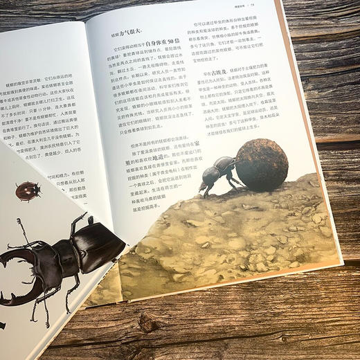 不可思议的昆虫大书 8岁+ 巴尔特·罗塞尔 著 科普百科 商品图1