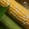 生态陕西水果玉米 | 合作生产*Eco-Fruit corn  | Coproduction 商品缩略图5