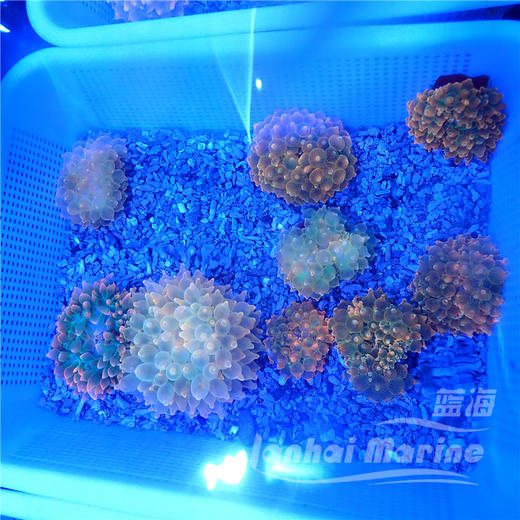 红奶嘴海葵 A 商品图8