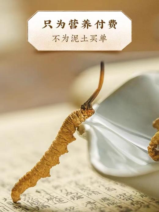 央珍野生冬虫夏草圆盘礼盒1200条规格送礼包邮 商品图5