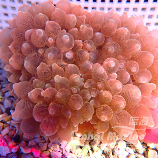 红奶嘴海葵 商品图4