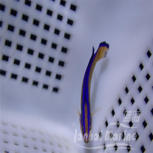 人工丝绒龙 商品图4