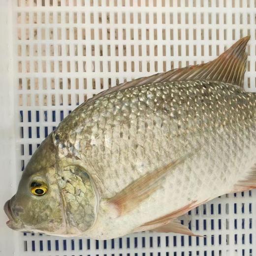 生态罗非鱼| 合作生产 * Eco-  Tilapia | Coproduction 商品图2