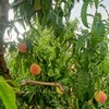 生态大白桃 | 合作生产* Ecological white peach | Coproduction 商品缩略图4