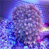 红奶嘴海葵 商品缩略图9