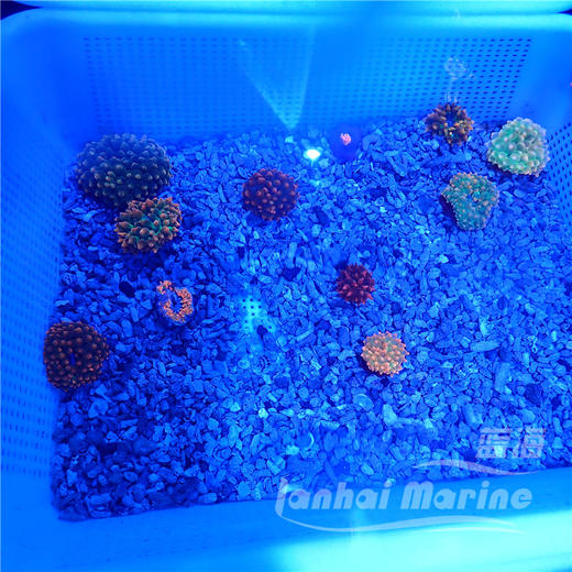 红奶嘴海葵 A 商品图7