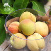 生态大白桃 | 合作生产* Ecological white peach | Coproduction 商品缩略图2