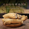 【长白山人参】西洋参段（亚克力盒）100克/盒 商品缩略图2