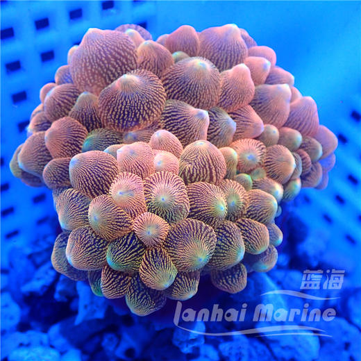 红奶嘴海葵 A 商品图5