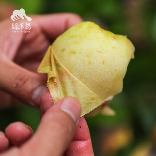 生态大白桃 | 合作生产* Ecological white peach | Coproduction 商品图3