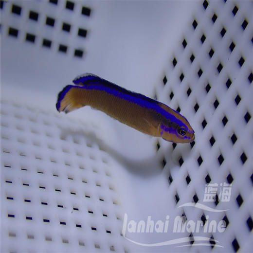 人工丝绒龙 商品图5