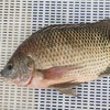 生态罗非鱼| 合作生产 * Eco-  Tilapia | Coproduction 商品缩略图7