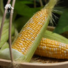 生态陕西水果玉米 | 合作生产*Eco-Fruit corn  | Coproduction 商品缩略图4