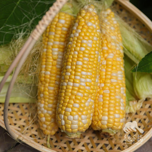 生态陕西水果玉米 | 合作生产*Eco-Fruit corn  | Coproduction 商品图0