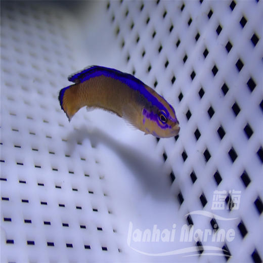 人工丝绒龙 商品图6