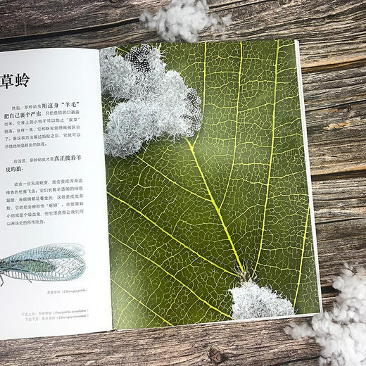 不可思议的昆虫大书 8岁+ 巴尔特·罗塞尔 著 科普百科 商品图2