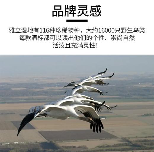 【连续六年智利一级庄】安第斯之翼赤霞珠红葡萄酒 智利 商品图8