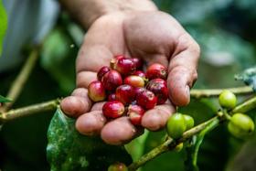 美洲咖啡产区——洪都拉斯