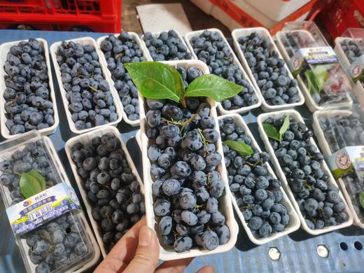 挂霜串枝蓝莓活动款 商品图0