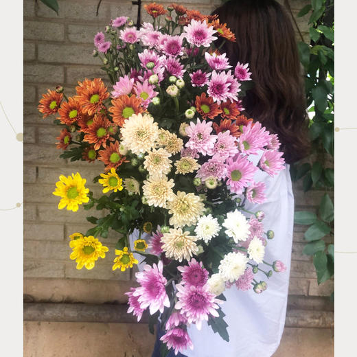 菜头商城 聊寄一枝春，云南懒人插花之〔多头小雏菊〕A级 一束10枝装（8枝+2枝防损） 商品图1