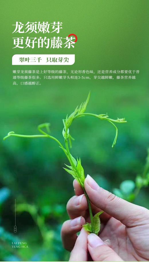 LF来凤藤茶春上寻100g 商品图9