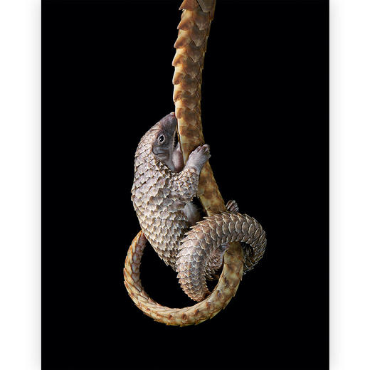 (仓发) 濒危：我们与它们的未来/天津人民出版社/[英]乔纳森·贝利，[英]萨姆·威尔斯/9787201143422 商品图1