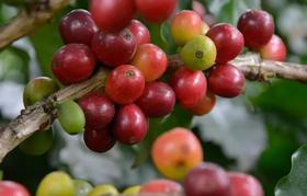 美洲咖啡产区——多米尼加共和国