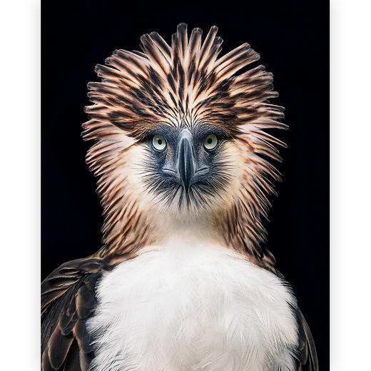 (仓发) 濒危：我们与它们的未来/天津人民出版社/[英]乔纳森·贝利，[英]萨姆·威尔斯/9787201143422 商品图3