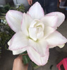 重瓣百合.冰美人 商品缩略图2