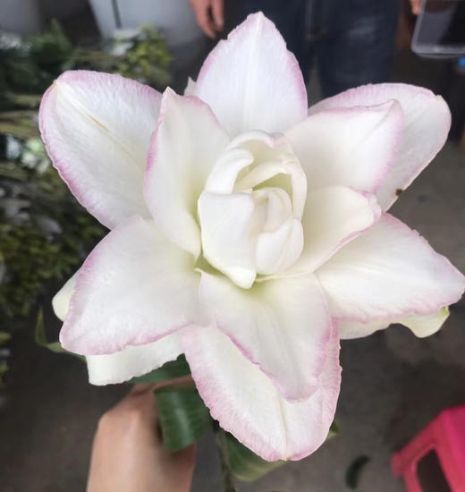 重瓣百合.冰美人 商品图2