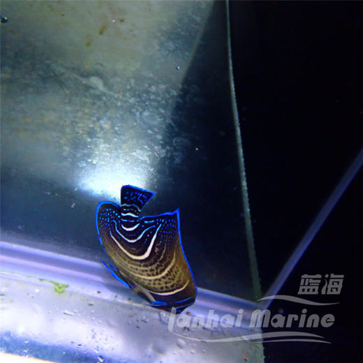 北斗 半变 商品图9