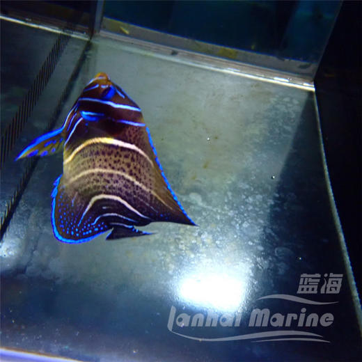 北斗 半变 商品图7