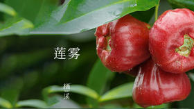 莲雾——娇身玉态逸枝间，剔透玲珑水嫩颜 | 植物小课堂010
