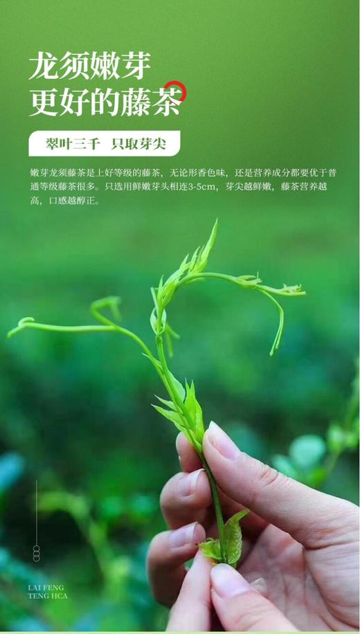 LF来凤藤茶春上寻150g 商品图7
