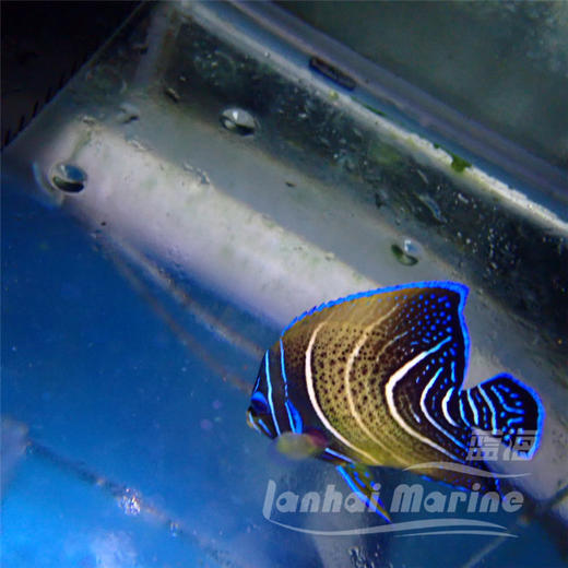 北斗 半变 商品图4