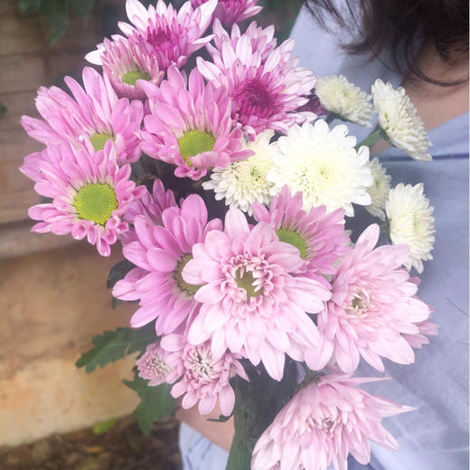 菜头商城 聊寄一枝春，云南懒人插花之〔多头小雏菊〕A级 一束10枝装（8枝+2枝防损） 商品图6