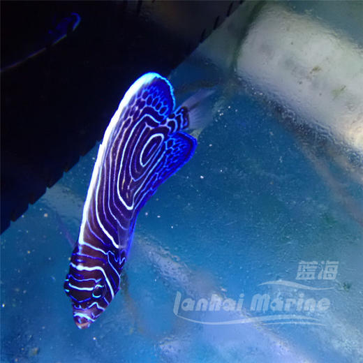 圈帝 商品图2