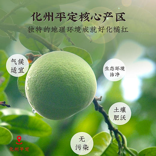 庄民 化橘红 正毛化州桔红果 片片精选好货无碎片65g/罐 商品图5