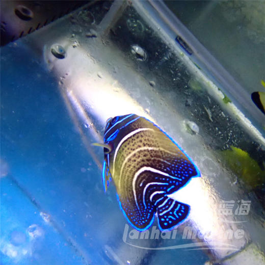 北斗 半变 商品图6