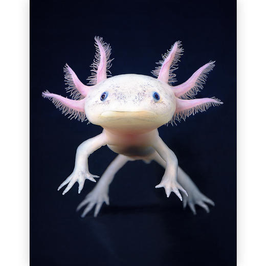 (仓发) 濒危：我们与它们的未来/天津人民出版社/[英]乔纳森·贝利，[英]萨姆·威尔斯/9787201143422 商品图2