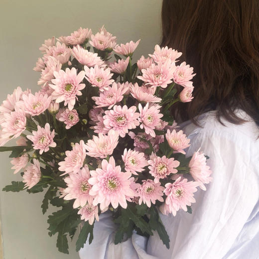 菜头商城 聊寄一枝春，云南懒人插花之〔多头小雏菊〕A级 一束10枝装（8枝+2枝防损） 商品图7