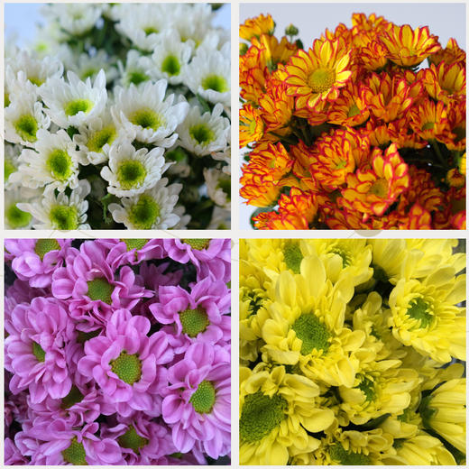 菜头商城 聊寄一枝春，云南懒人插花之〔多头小雏菊〕A级 一束10枝装（8枝+2枝防损） 商品图2